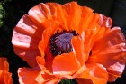 Oriental Poppy 2008